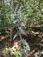 Image of Stachys cretica subsp. cretica