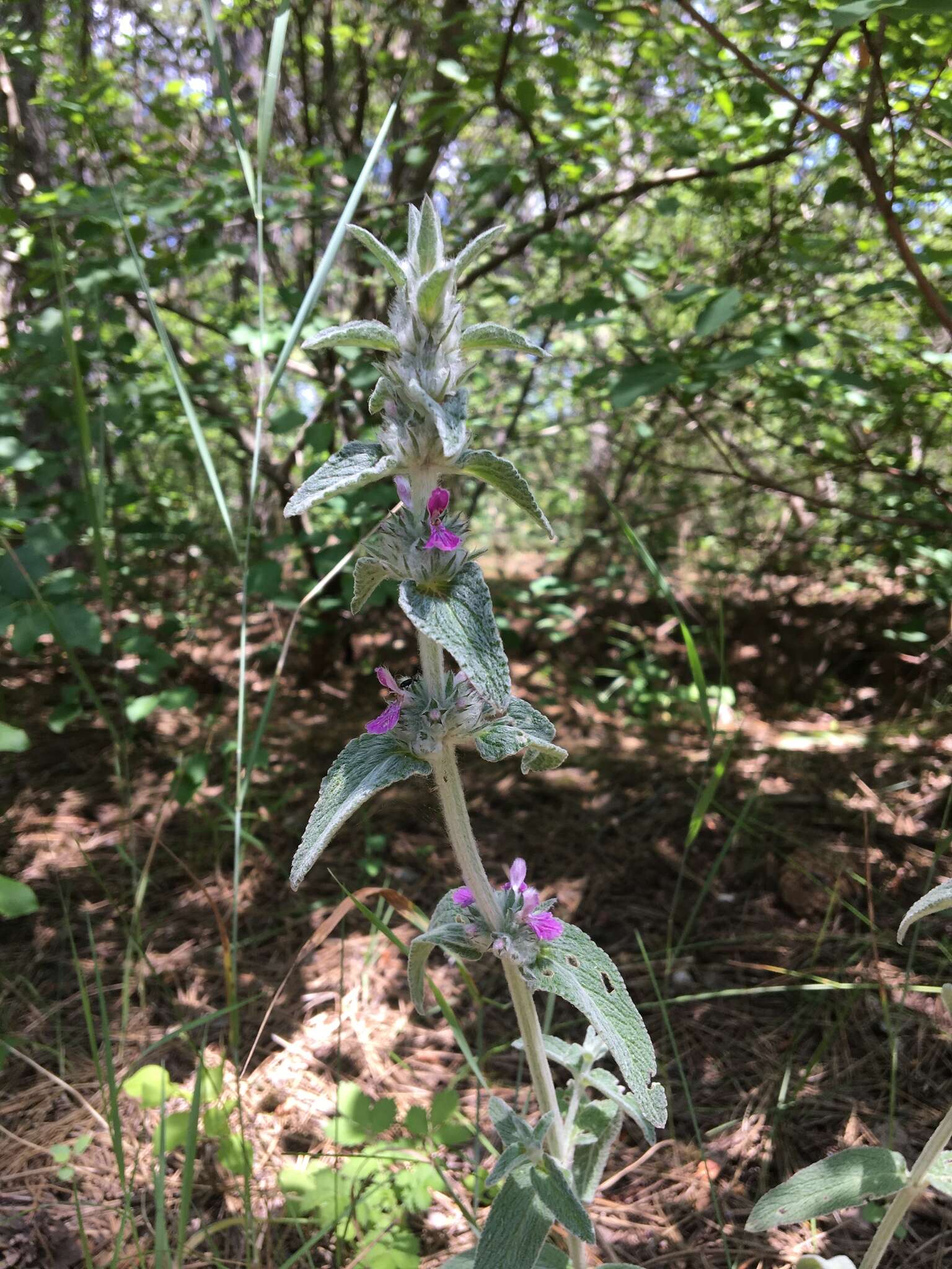 Stachys cretica subsp. cretica resmi