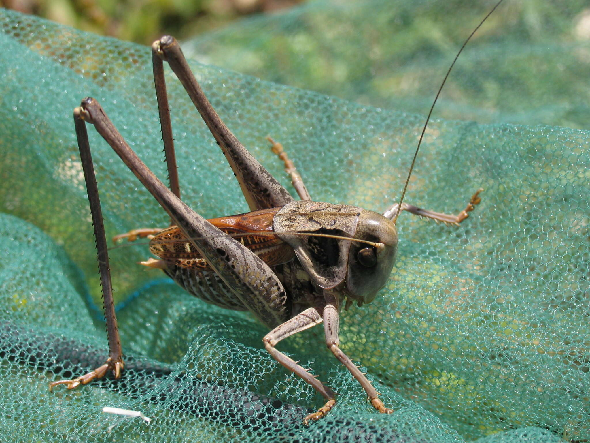 Image de Decticus loudoni Ramme 1933