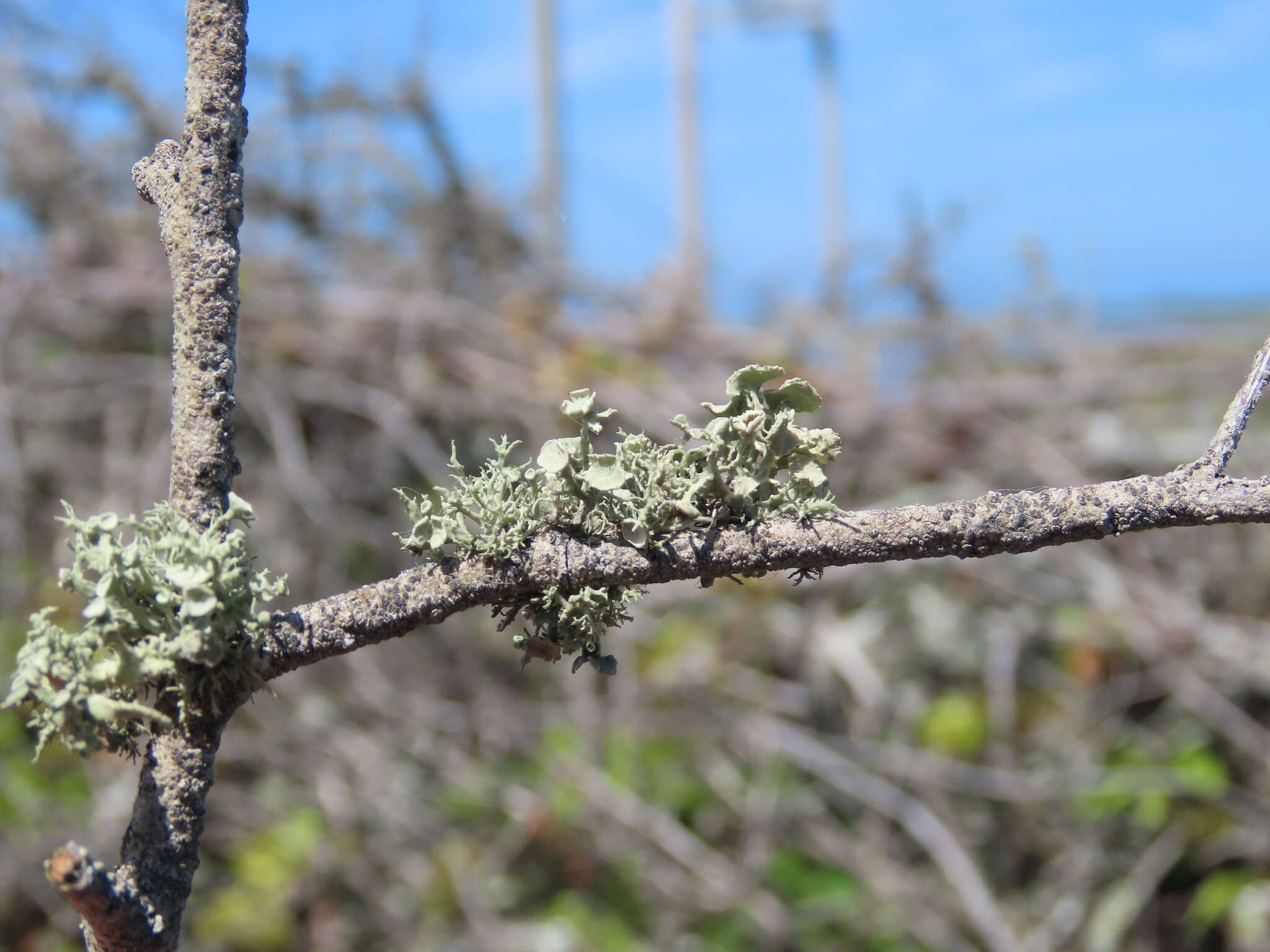 Ramalina complanata (Sw.) Ach.的圖片