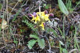 Image of Pedicularis pseudoversicolor Hand.-Mazz.