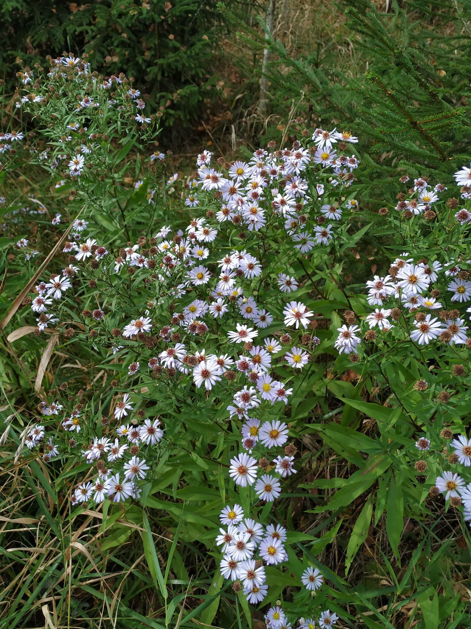 Image de Symphyotrichum salignum (Willd.) G. L. Nesom