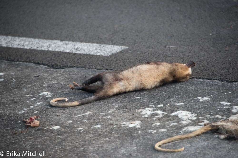 Image of Black-eared Opossum