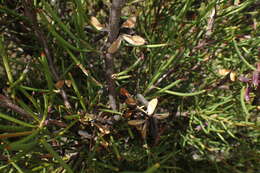 Image of Hakea microcarpa R. Br.