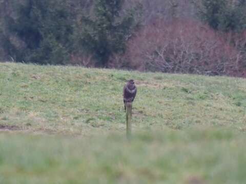 Image of Common Buzzard