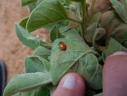 Image de Physalis cinerascens A. S. Hitchcock