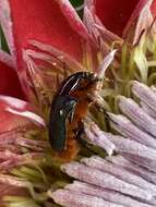 Imagem de Trichostetha fascicularis (Linnaeus 1767)