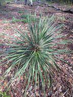 Image of Buckley's yucca