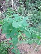 Image of Passiflora pavonis Mast.