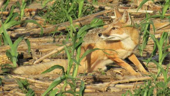 Image de Renard Véloce