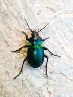 صورة Calosoma (Blaptosoma) atrovirens Chaudoir 1869