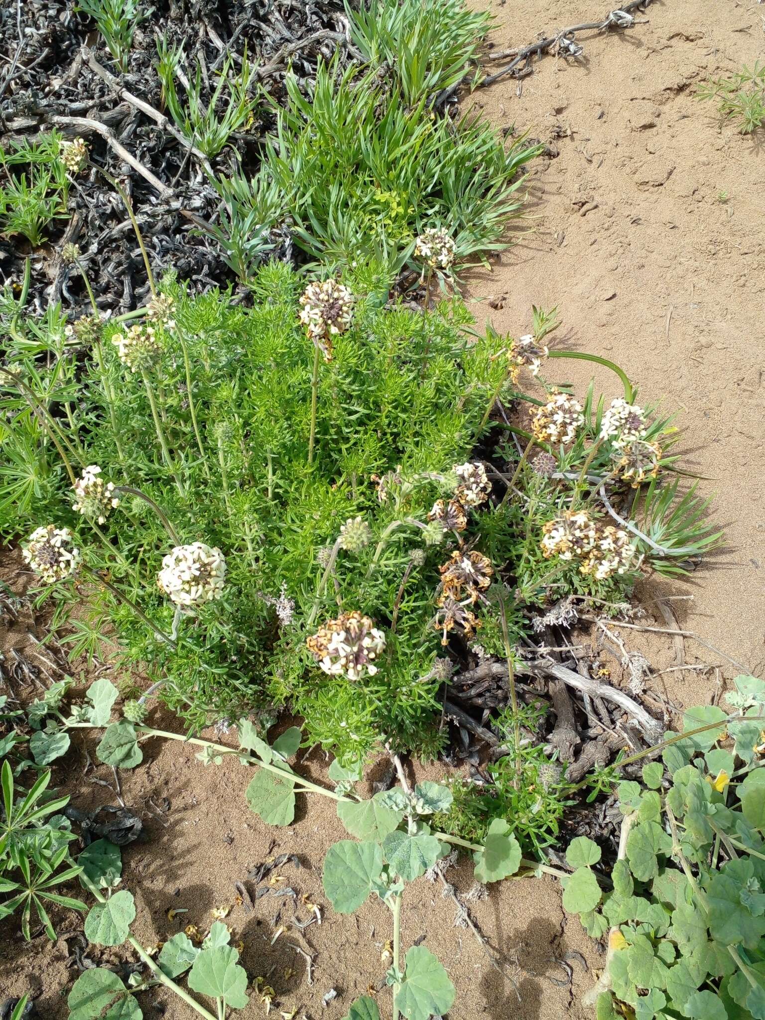 Image of Glandularia porrigens (Phil.) J. M. Watson & A. E. Hoffm.