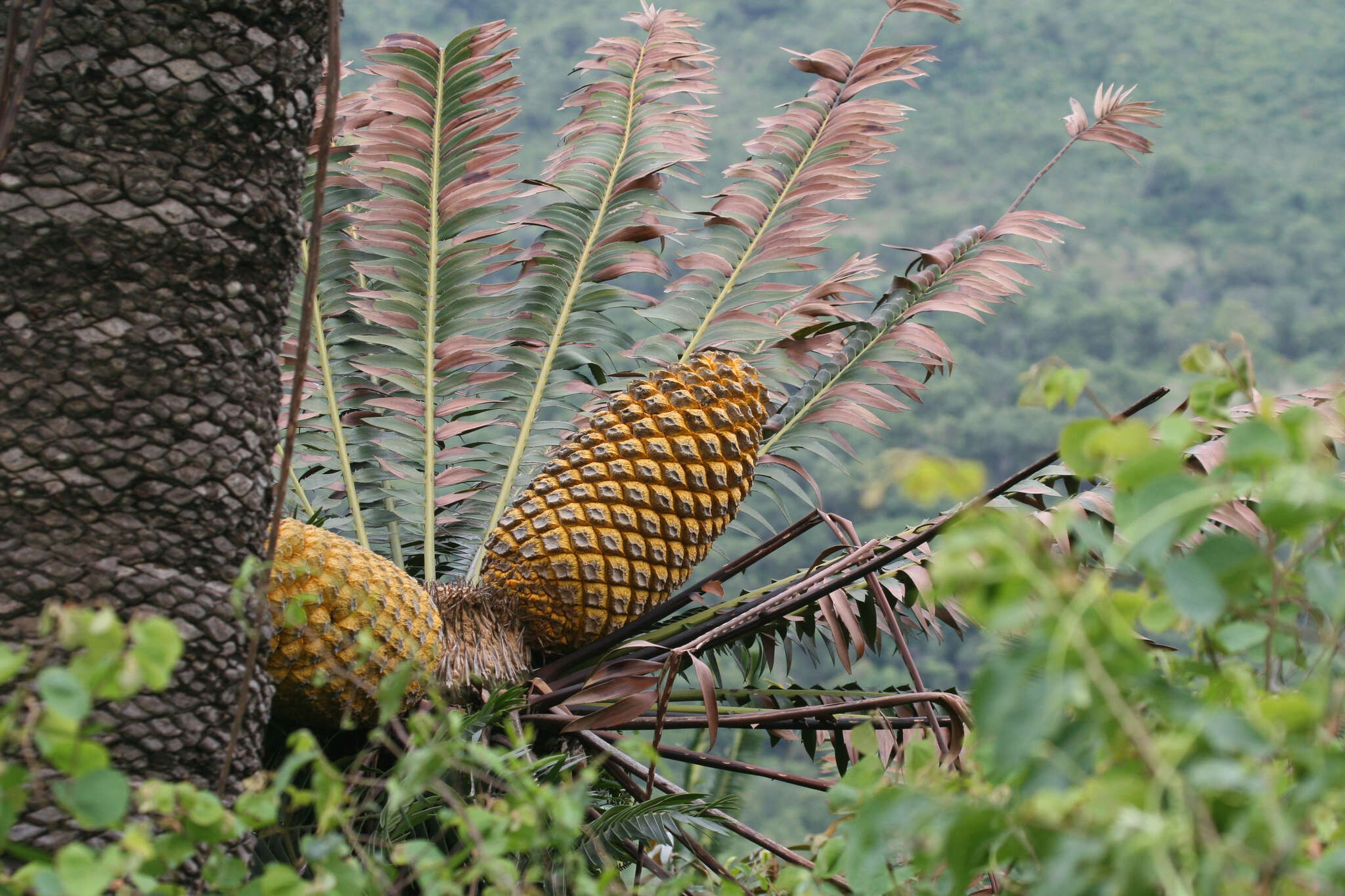 Image of Modjadji Cycad