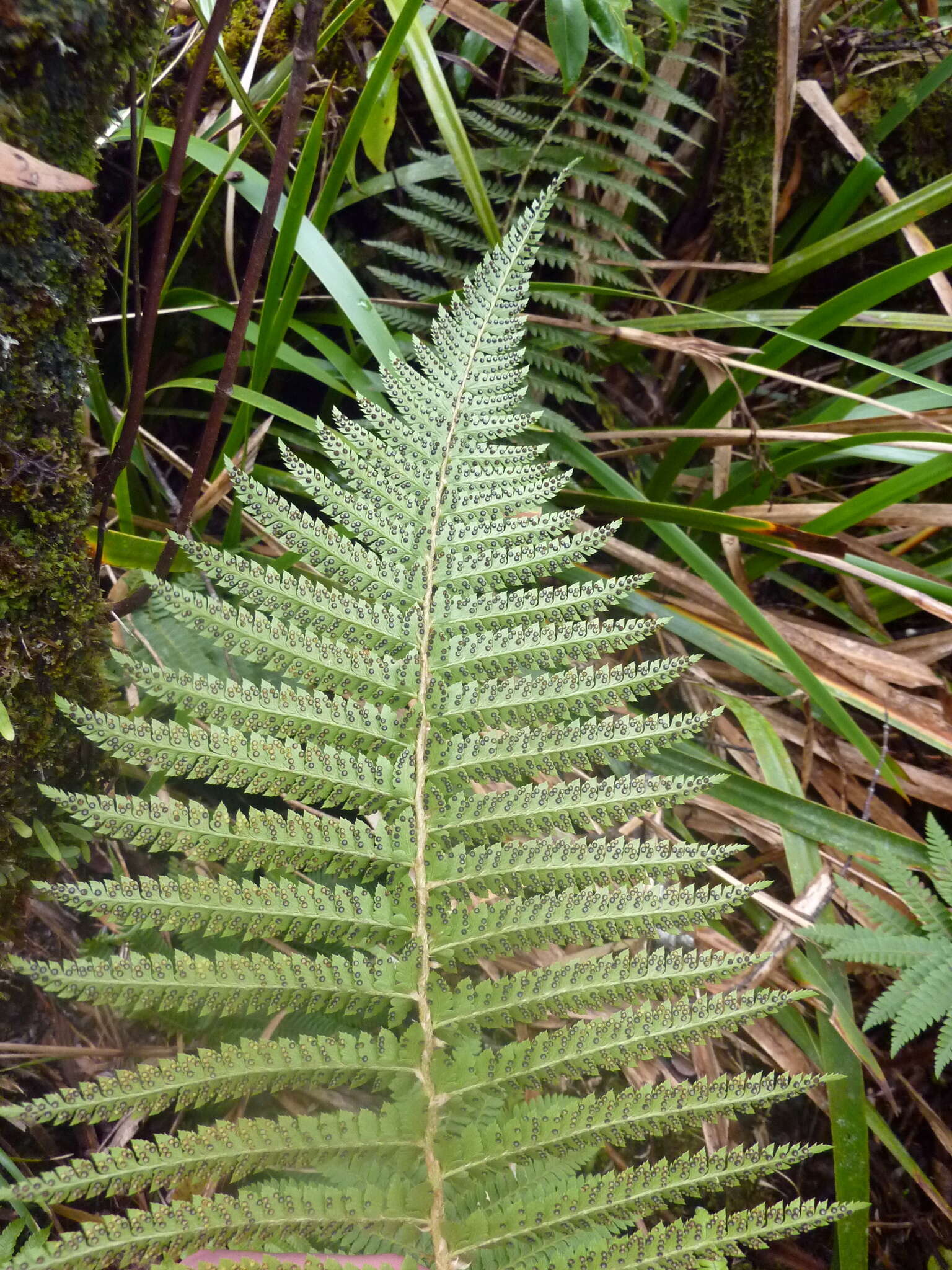 Imagem de Polystichum ammifolium (Desv.) C. Chr.