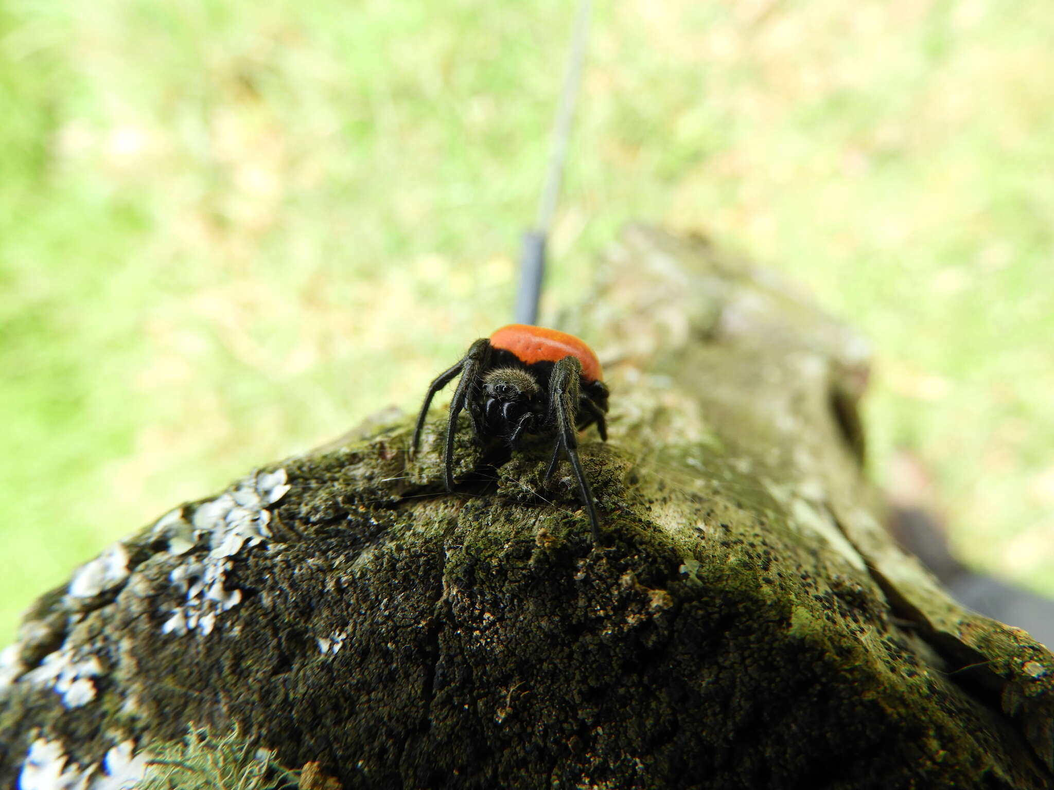 Imagem de Araneus sernai Levi 1991