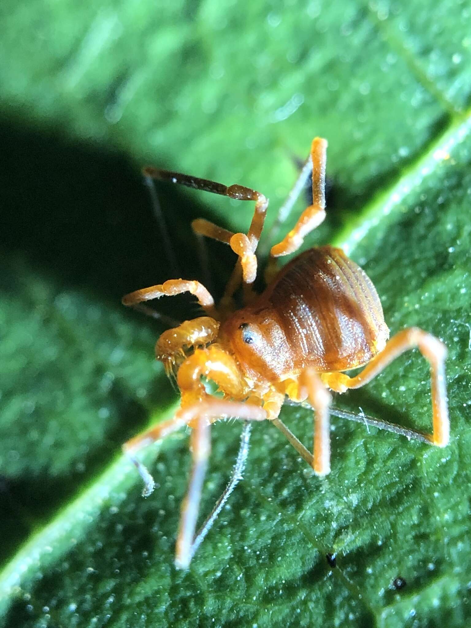 Image of Sclerobunus nondimorphicus Briggs 1971