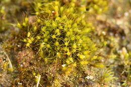 Image of acuminate pleuridium moss