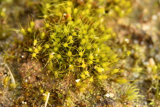 Image of acuminate pleuridium moss