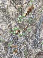 Image of sawtooth bristleweed