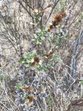 Image of sawtooth bristleweed