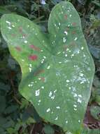 Image of Caladium bicolor f. argyrospilum (Lem.) Vent.