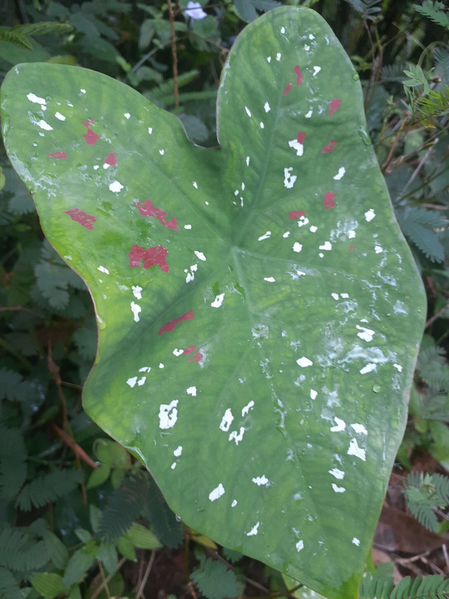 Image of Caladium bicolor f. argyrospilum (Lem.) Vent.