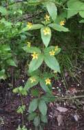 Image of whorled yellow loosestrife