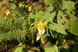 Image de Impatiens cristata Wall.