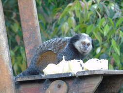 Image of Wied's Black-tufted-ear Marmoset