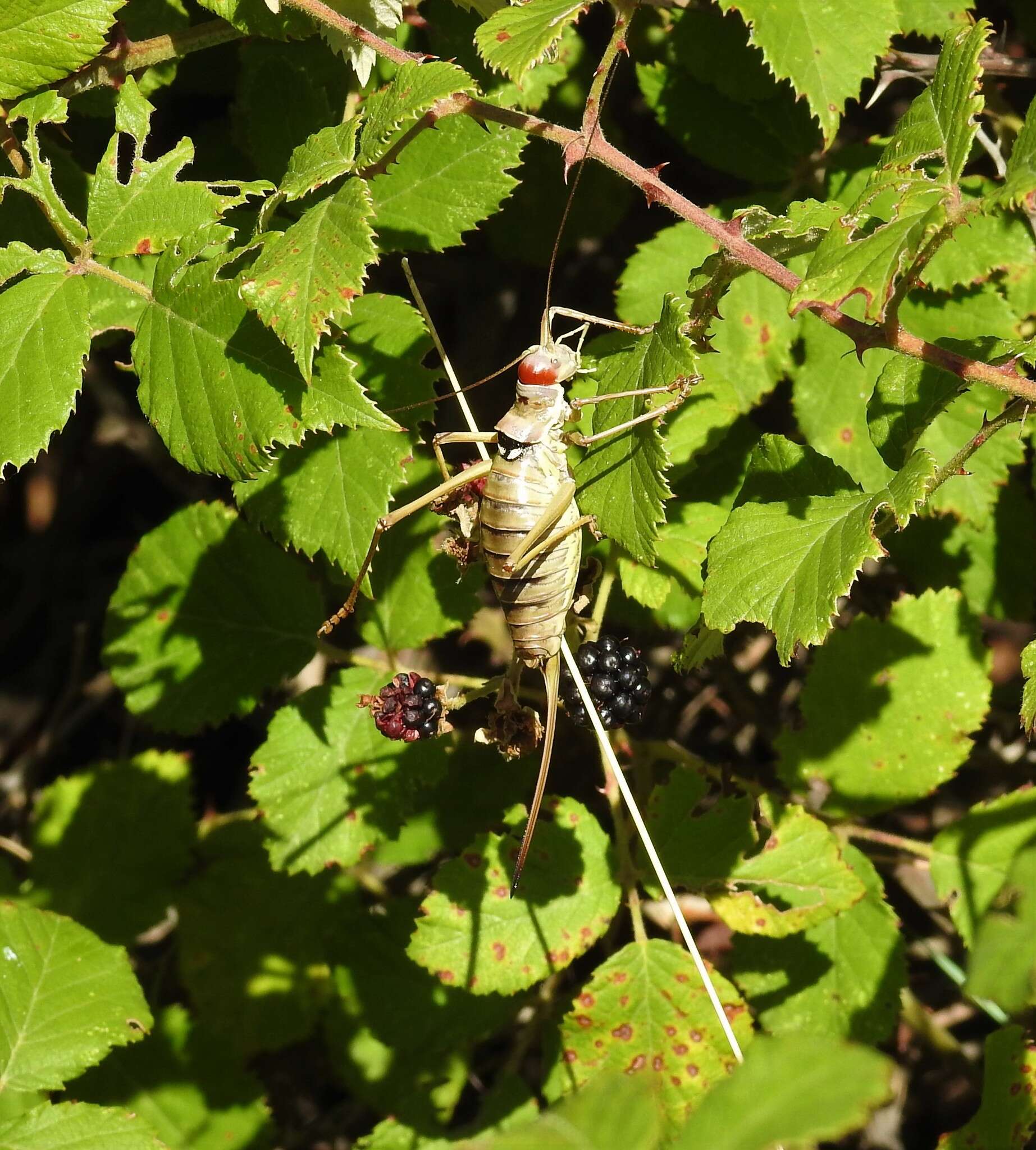 Image of saddle-backed bushcricket