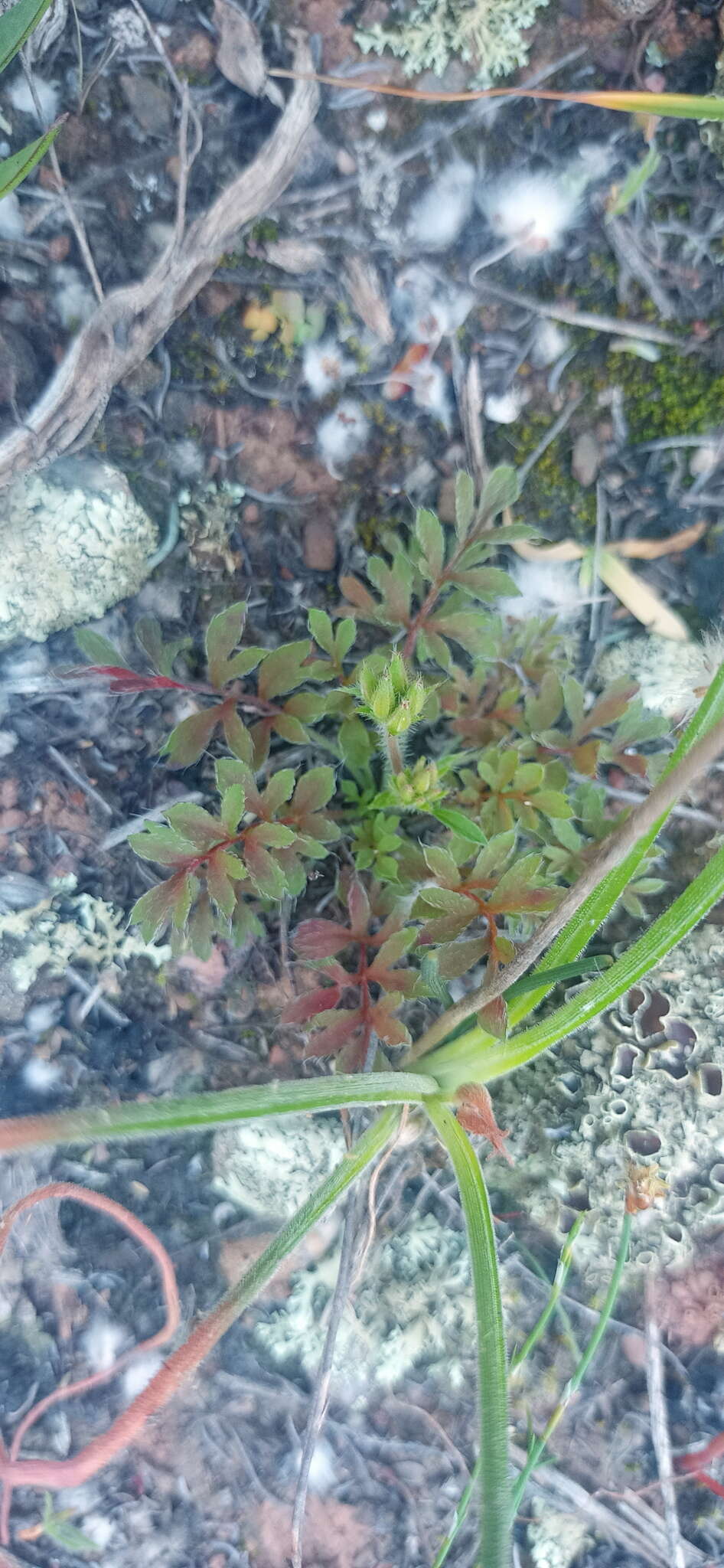 Image of Pelargonium fissifolium (Andr.) Pers.