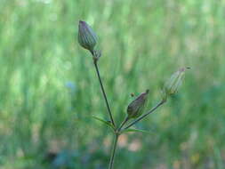 Imagem de Silene latifolia subsp. alba (Miller) Greuter & Burdet