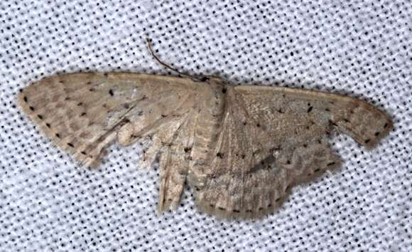 Image of Idaea philocosma Meyrick 1888