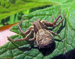 Image of common crab spider