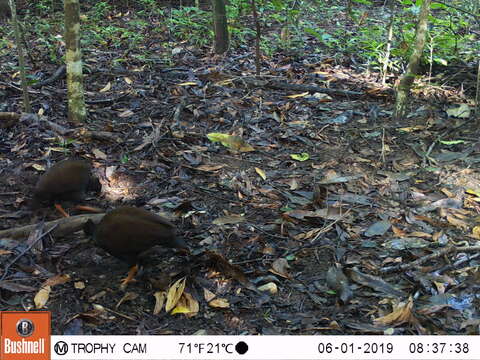 Image of Orange-footed Scrubfowl