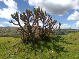 Image of cane cactus