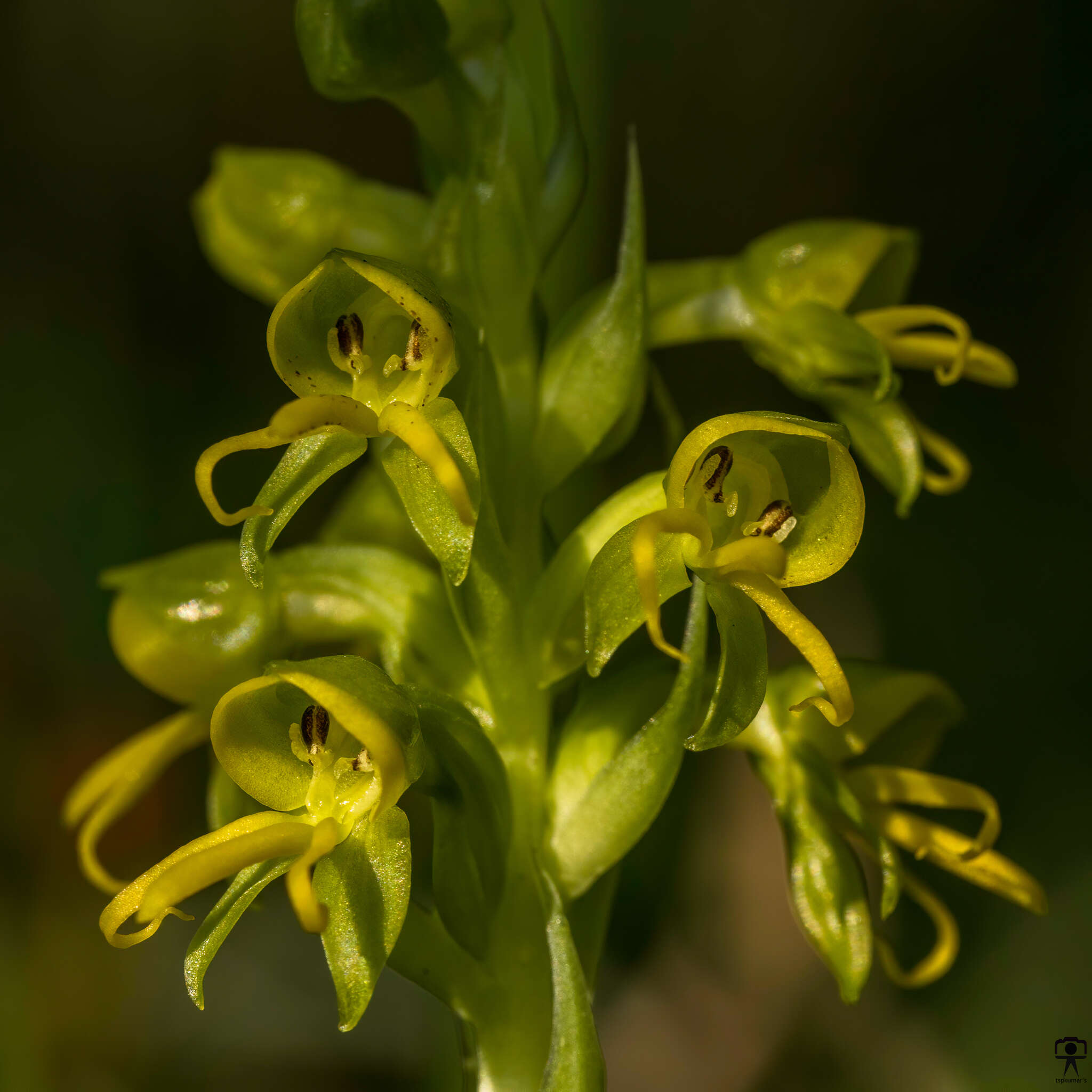 Habenaria marginata Colebr. resmi