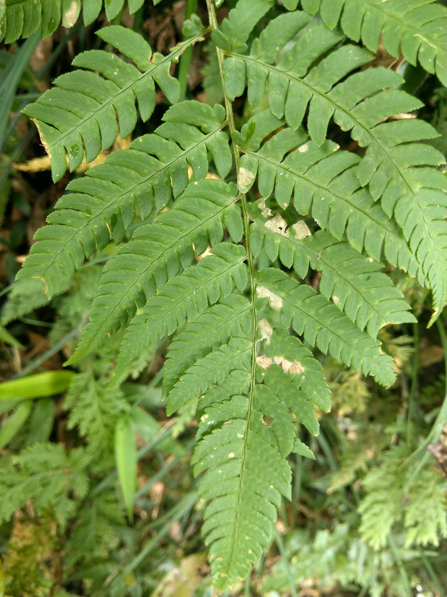 Imagem de Dryopteris varia (L.) O. Kuntze