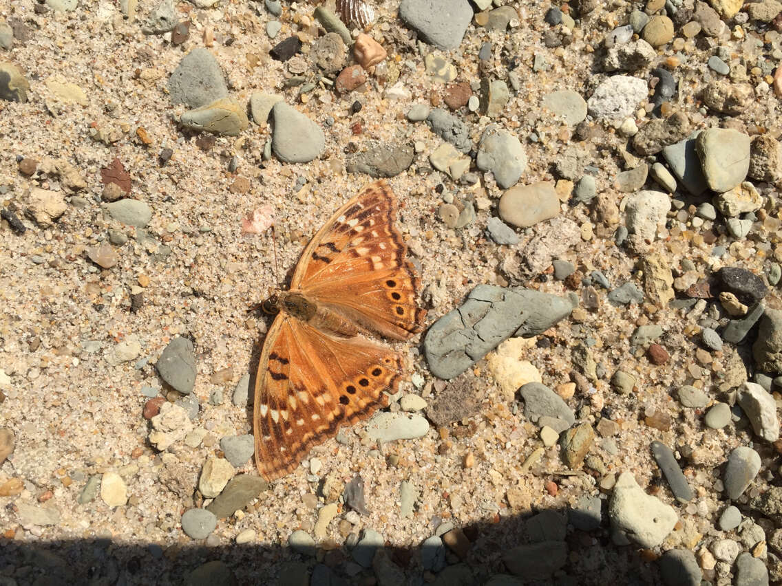 Image of Tawny Emperor