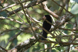 Sporophila nuttingi (Ridgway 1884) resmi