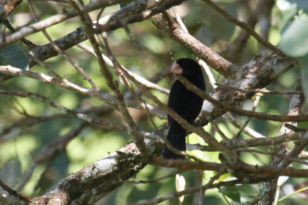 Image of Nicaraguan Seed Finch