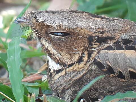 Image of Large-tailed Nightjar