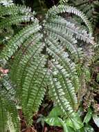 Imagem de Adiantum pyramidale (L.) Willd.