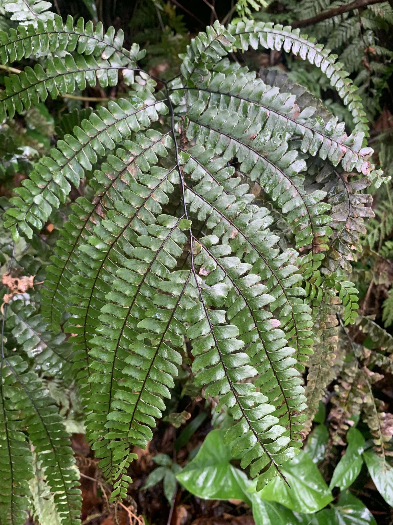 Adiantum pyramidale (L.) Willd.的圖片