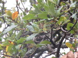 Image of Quercus obtusata Bonpl.