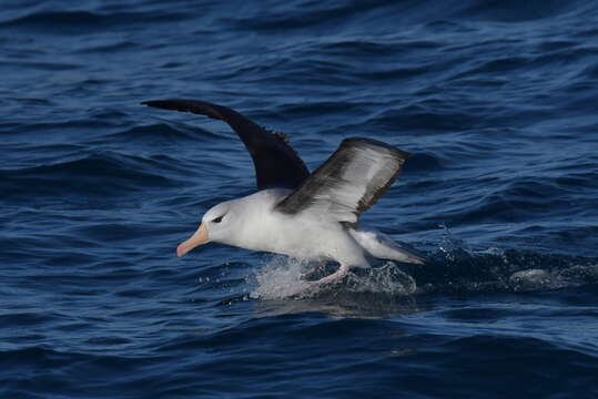 Image of black-browed albatross