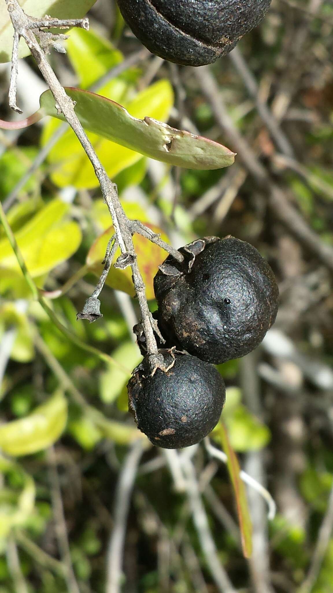 Image of Leucosalpa madagascariensis S. Elliot