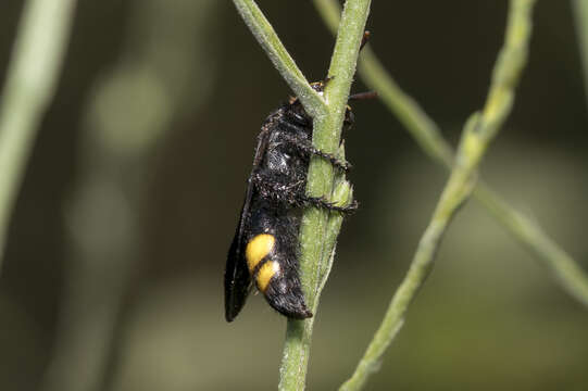 Image of Scolia anatoliae Osten 2004