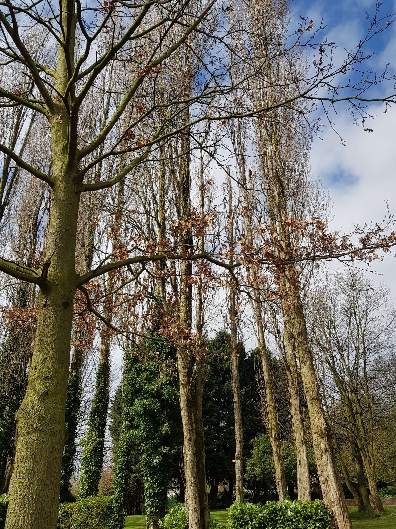 Image of European turkey oak