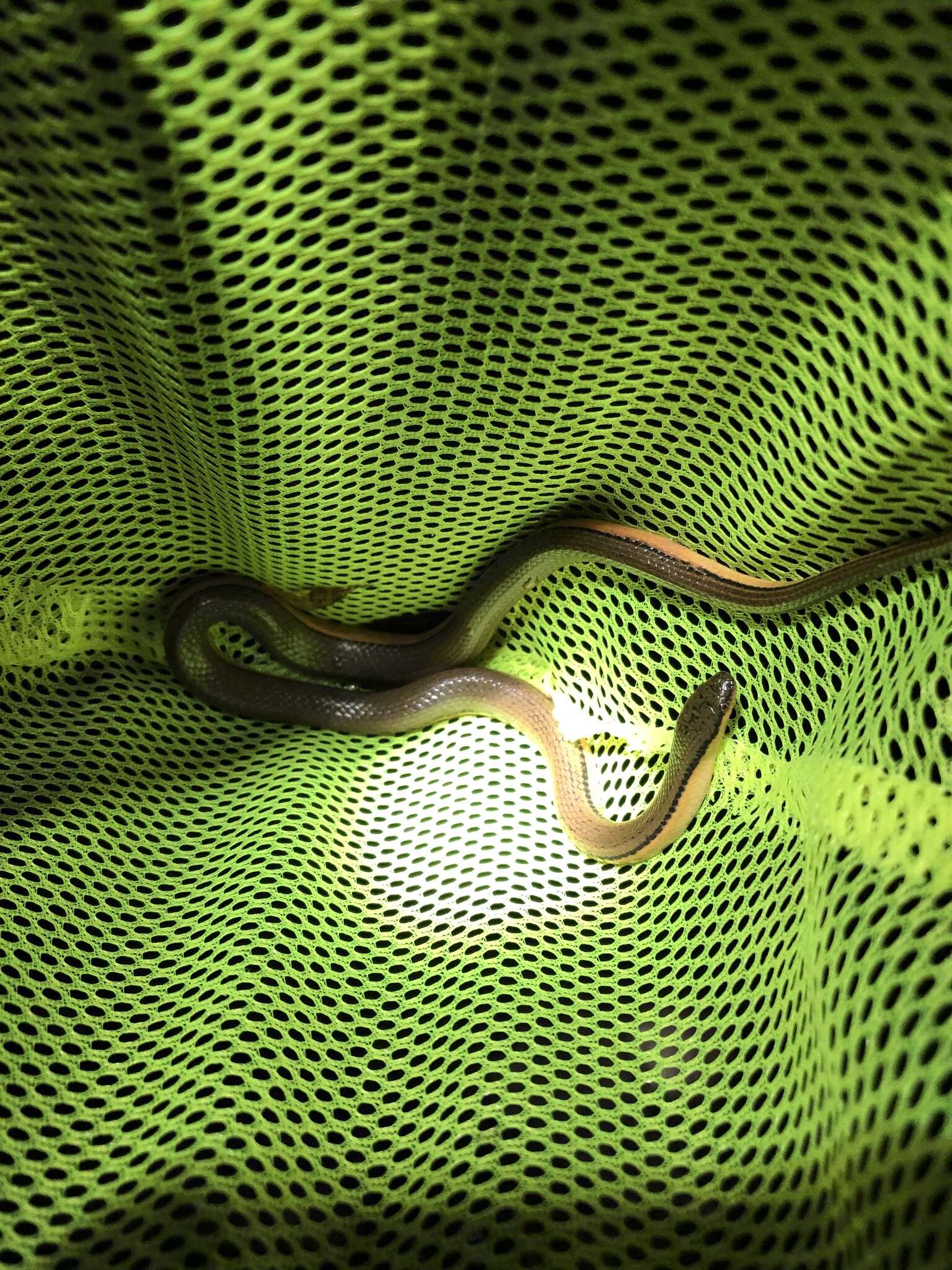 Image of Tonkin Mountain Keelback